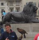 Trafalgar Square Hawk